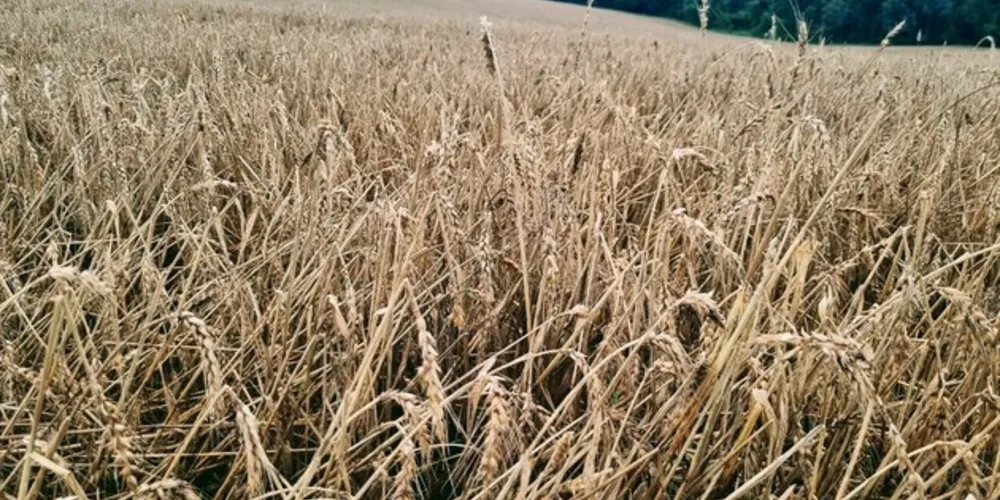 Há diversos registros que o trigo está brotando na própria espiga