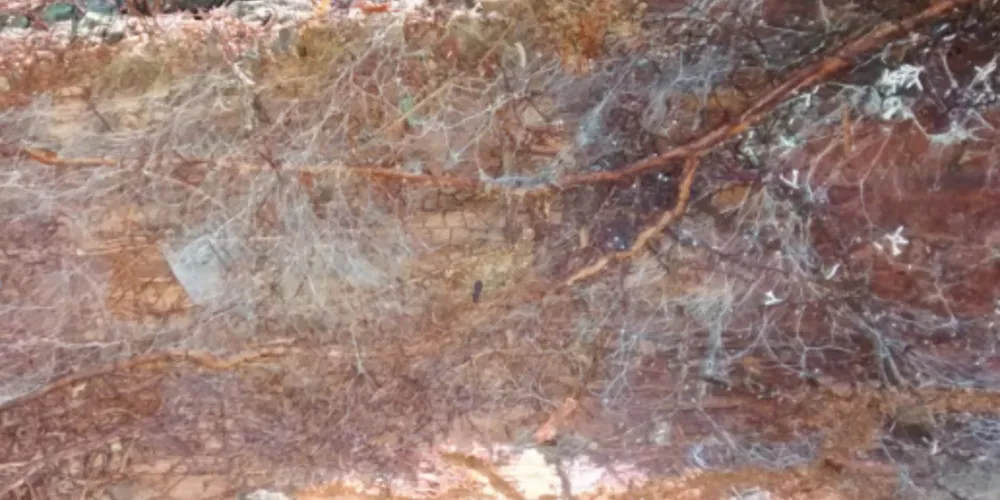 Raízes e fungos na parte interna da casca da árvore morta