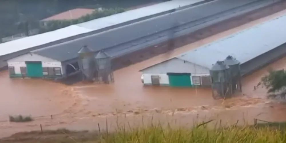 Diversos animais morreram após os aviários ficarem inundados