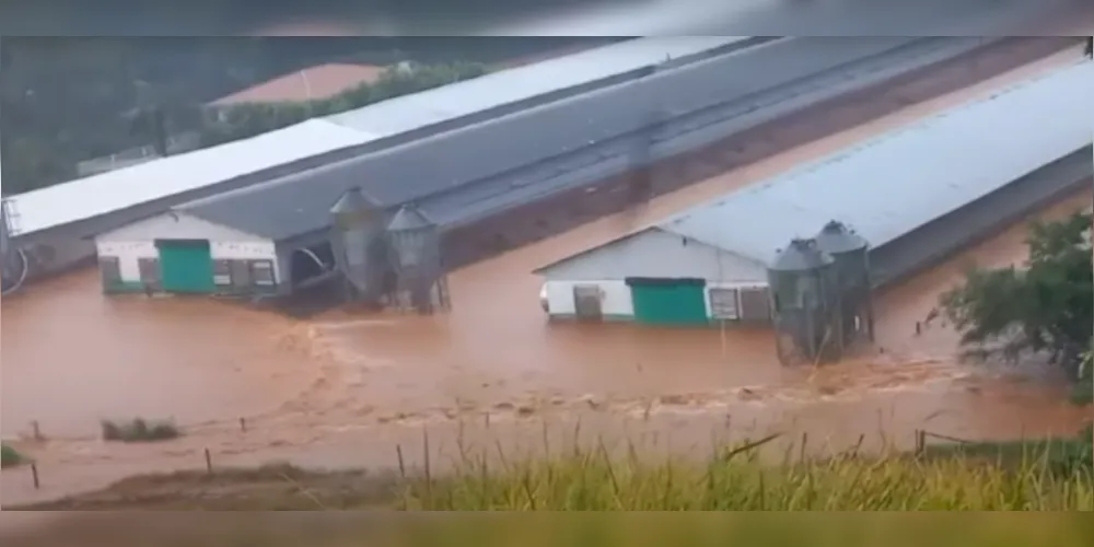Diversos animais morreram após os aviários ficarem inundados