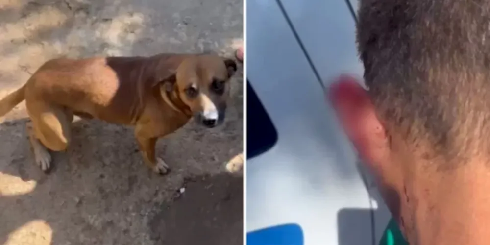 Cão chamado 'Pirulito' realizou o ato heróico