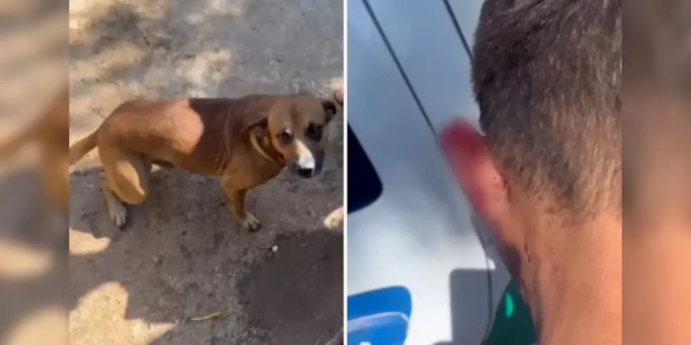 Cão chamado 'Pirulito' realizou o ato heróico