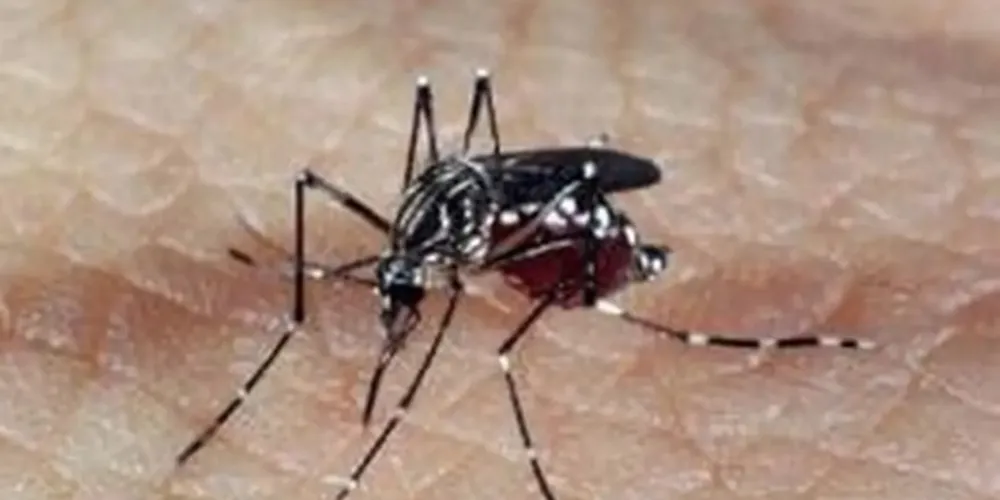 Quatro pacientes diagnosticados estão em casa e passam bem.