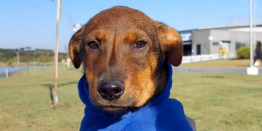 Ao todo serão 60 animais disponíveis para adoção