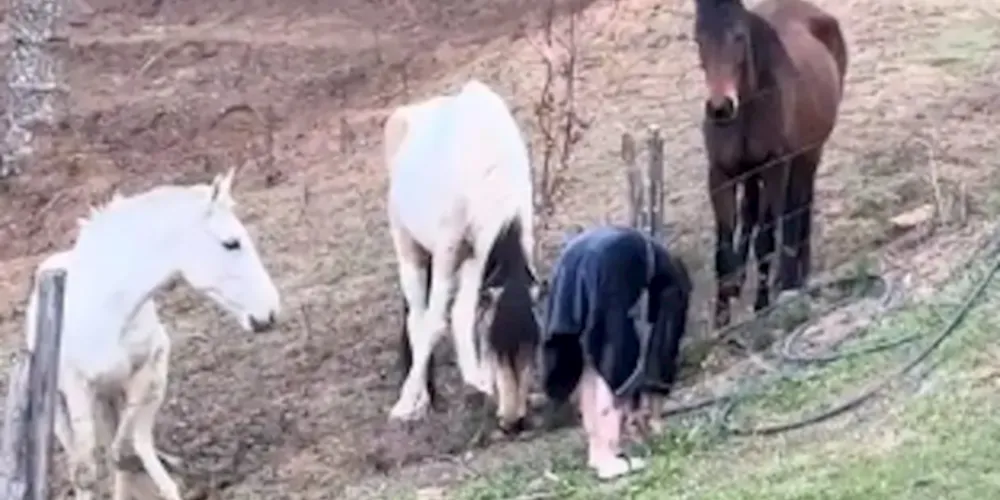 Giovanna Ionge brincando com os cavalos