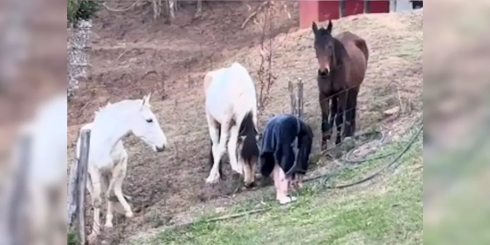 Giovanna Ionge brincando com os cavalos