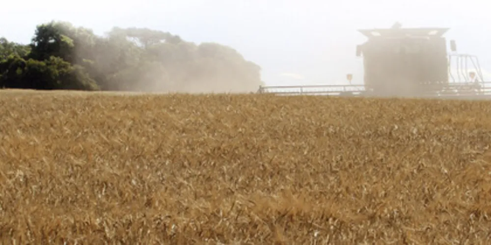 A projeção é de que a produção do Paraná atinja 387,8 mil toneladas