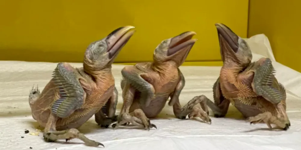 Animais silvestres foram resgatados com apenas 10 dias de vida