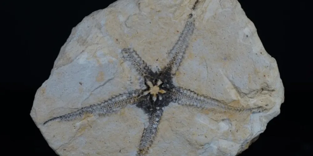 Descoberta do fóssil aconteceu ainda em 2020