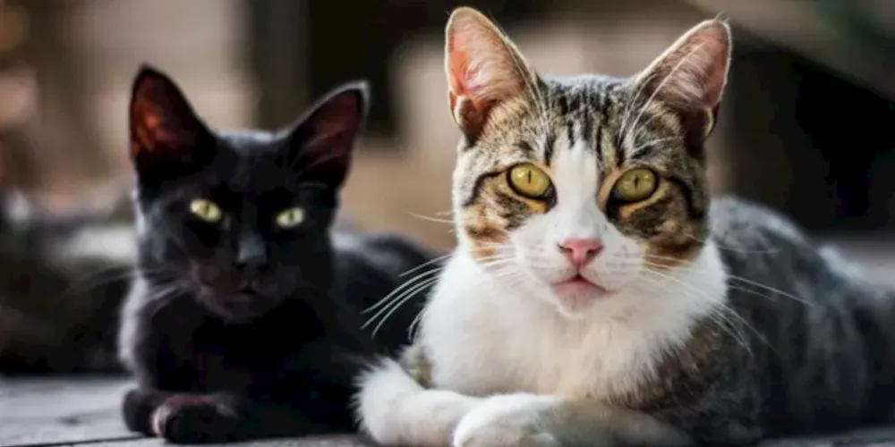 Cerca de 1 mil gatos seriam vendidos na cidade de Zhangjiagang