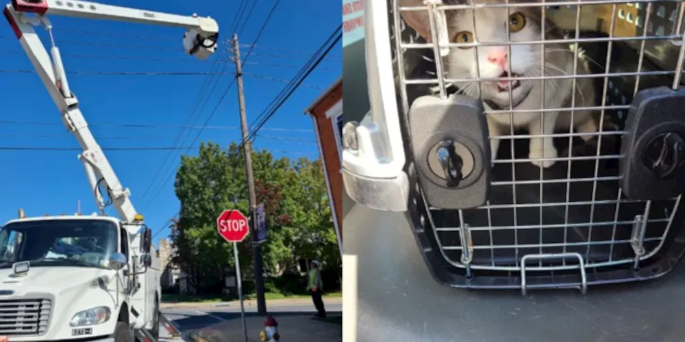 Gato estava preso em um poste telefônico