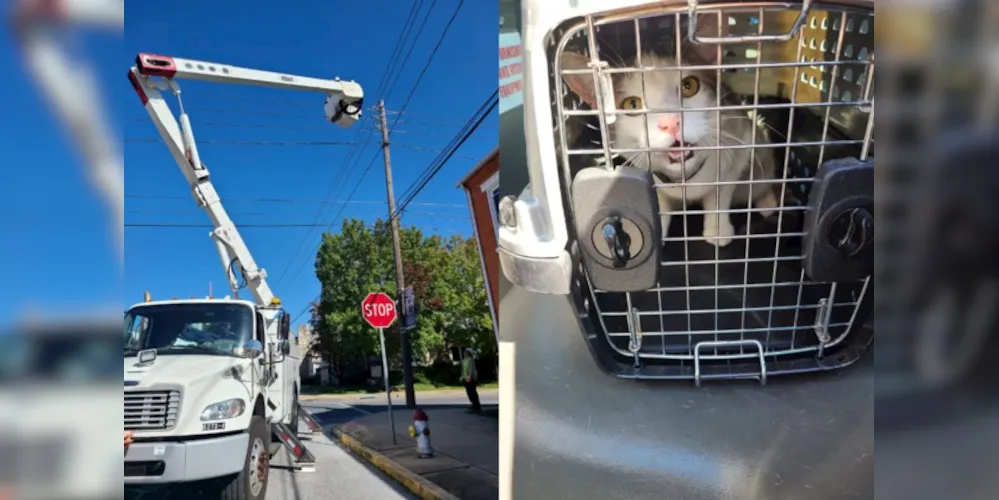 Gato estava preso em um poste telefônico