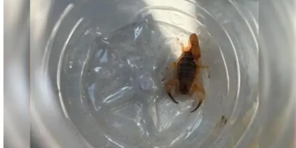 Não foi possível apurar se o animal estava na roupa ou na mochila de algum aluno