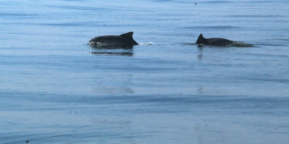 Dados mostram que até o momento foram avistados 4.287 animais na região