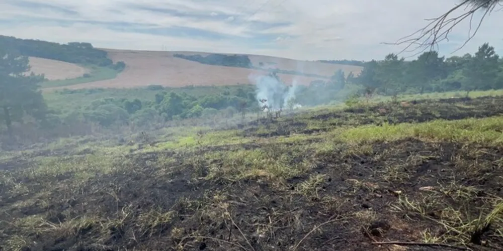 Terreno com eucaliptos teve grande área queimada, mas as árvores foram preservadas
