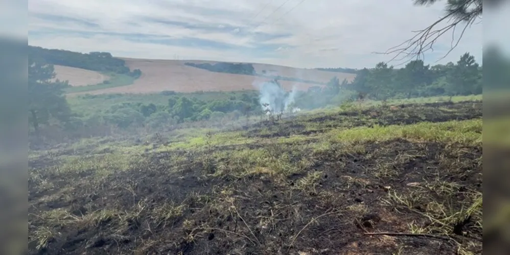 Terreno com eucaliptos teve grande área queimada, mas as árvores foram preservadas