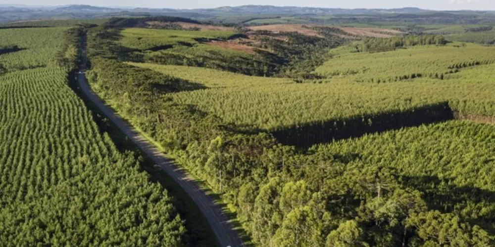 O contratado terá que executar atividades operacionais de silvicultura