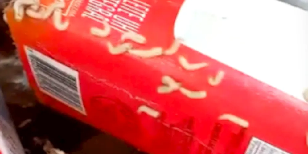 Larvas foram visualizadas em caixas de leite, dentro de supermercado da cidade