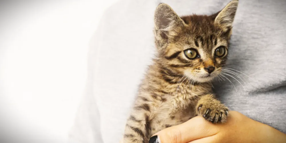 Animais estavam impossibilitados de ter acesso à água e comida