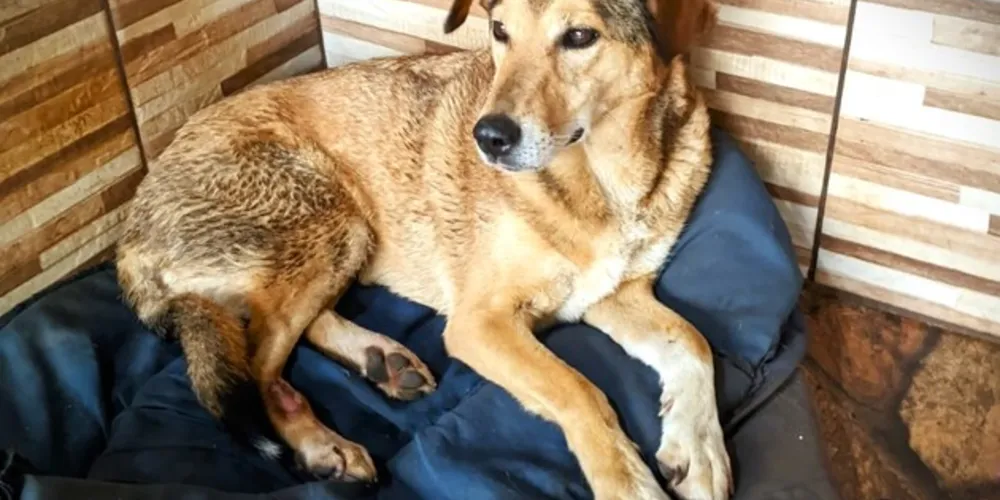 Maia retornou para casa e agora receberá todos os cuidados de sua família
