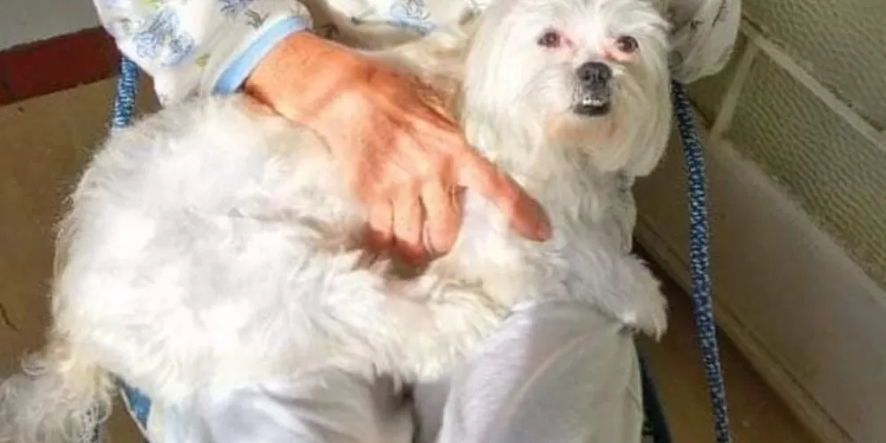 Mel tem aproximadamente 13 anos e fugiu de sua residência