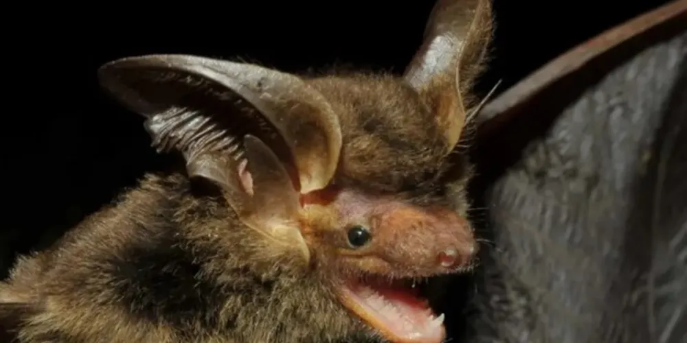 Localizado inicialmente em uma área costeira de Santa Catarina, o morcego agora foi encontrado em uma floresta de araucárias no Sudoeste do Paraná