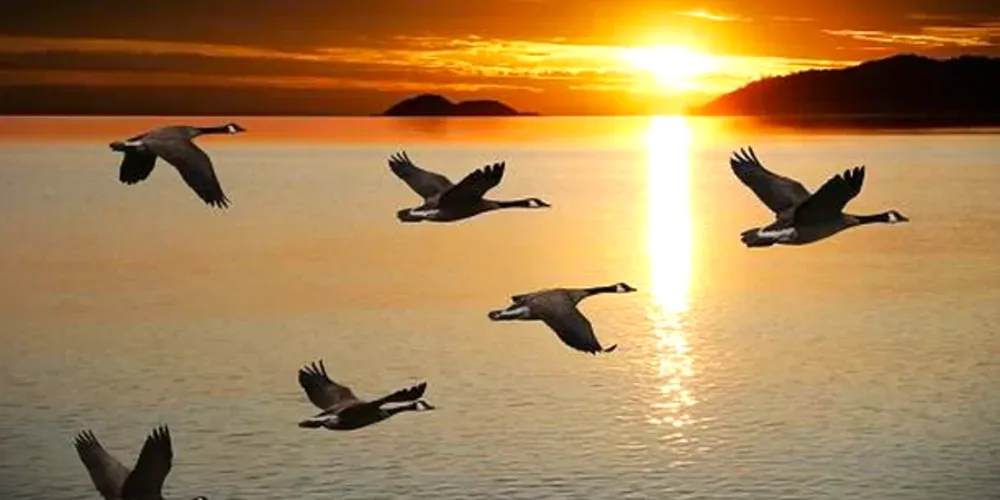 Mudanças acontecerão nos pássaros dos Estados Unidos e do Canadá