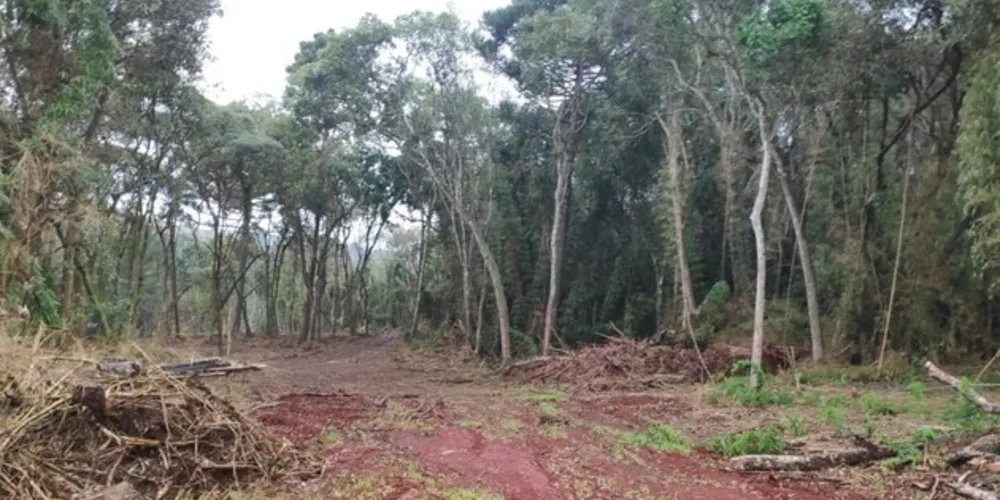 Equipe policial constatou a destruição de 1,9 hectare de vegetação nativa