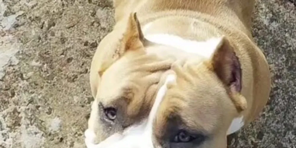 A cadela da raça American Bully, é do pelo marrom e branco