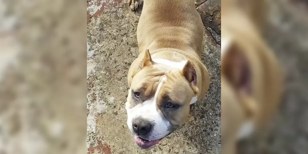 A cadela da raça American Bully, é do pelo marrom e branco