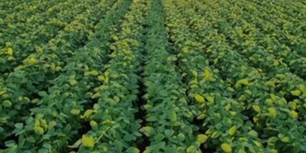 Alta tecnologia permite aumento da produtividade nas mesmas áreas