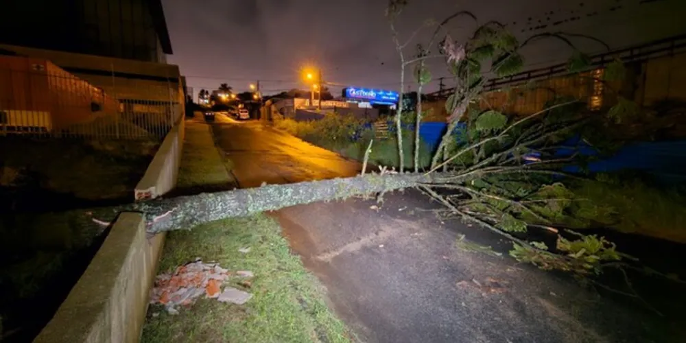 Pinheiro caiu sobre a via no bairro Ronda