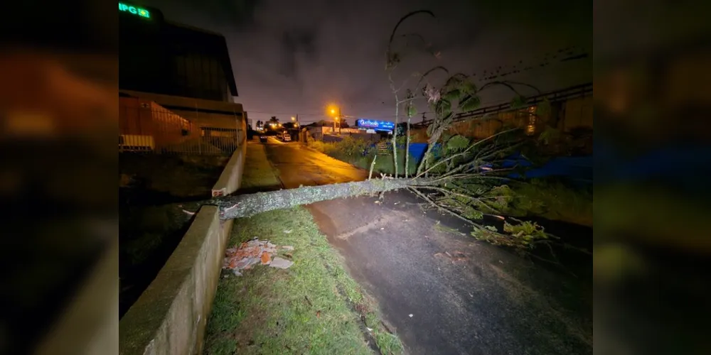 Pinheiro caiu sobre a via no bairro Ronda