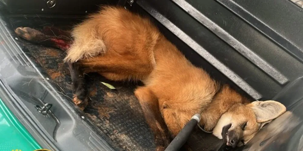 Animais atropelados devem ser encaminhados para atendimento veterinário de urgência