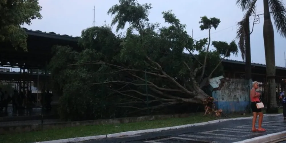Uma das árvores que caíram atingiu o Terminal Central