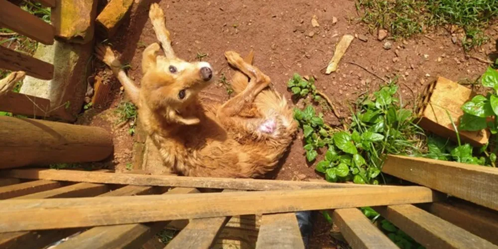 Situação de maus tratos a animais foi constatada em Ponta Grossa