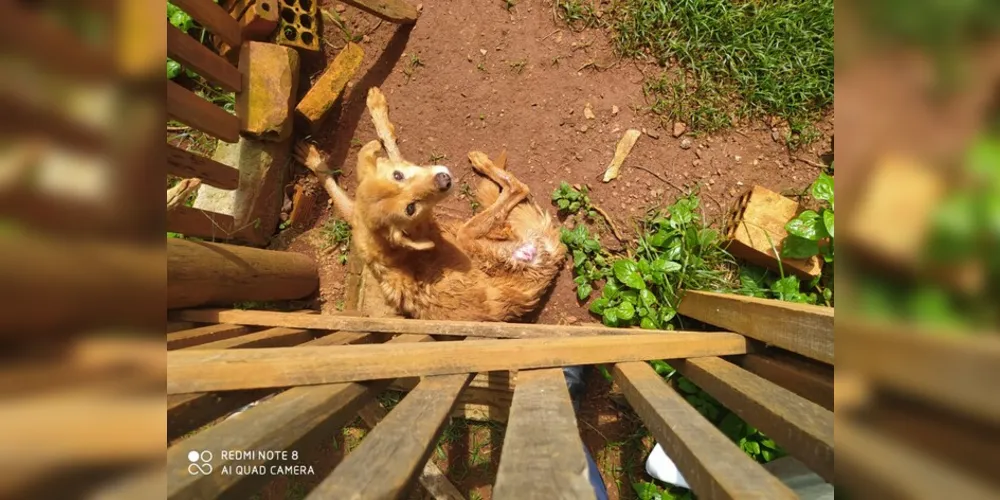 Situação de maus tratos a animais foi constatada em Ponta Grossa