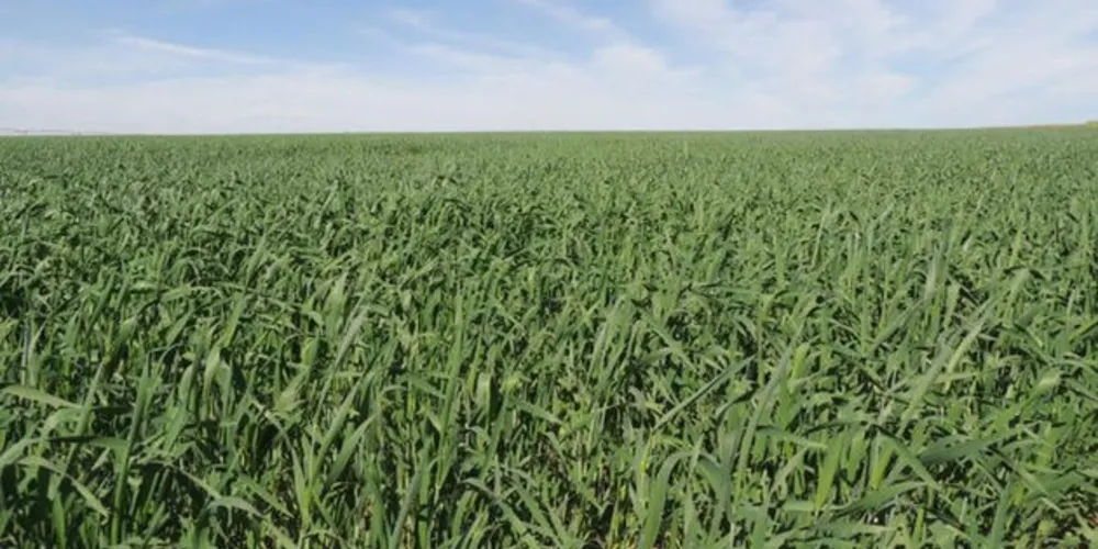 No período de 1985 a 2022, a área reservada à agropecuária no Brasil cresceu 50%, ocupando 95,1 milhões de hectares (ha)