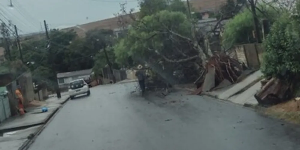 Vendaval arrancou árvores também na vila Dalabona