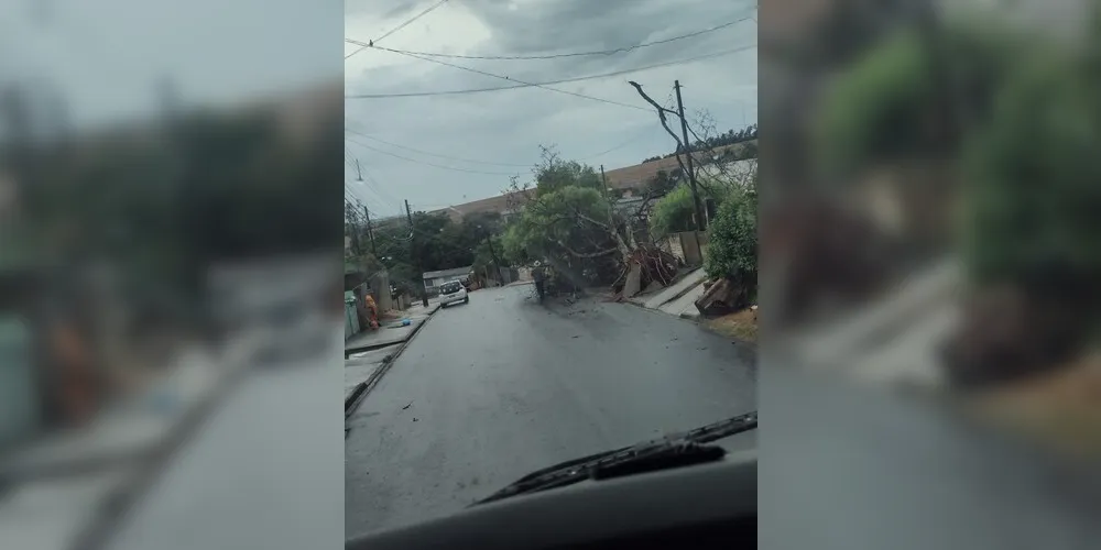 Vendaval arrancou árvores também na vila Dalabona