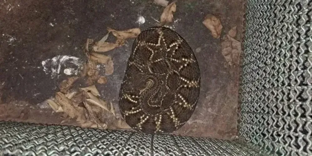 O caso aconteceu na noite desta quinta-feira (19)