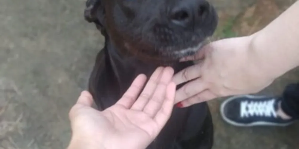 'Danti' é uma mistura das raças Pitbull e Boxer