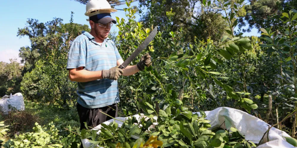 Com tradição e qualidade, a erva-mate ganha agora novos usos, de olho na internacionalização do produto