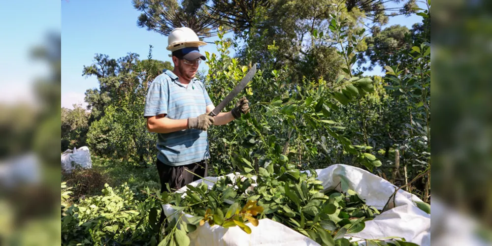 Com tradição e qualidade, a erva-mate ganha agora novos usos, de olho na internacionalização do produto