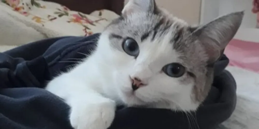 No dia de seu sumiço, Artêmis estava usando uma coleira com um laço rosa