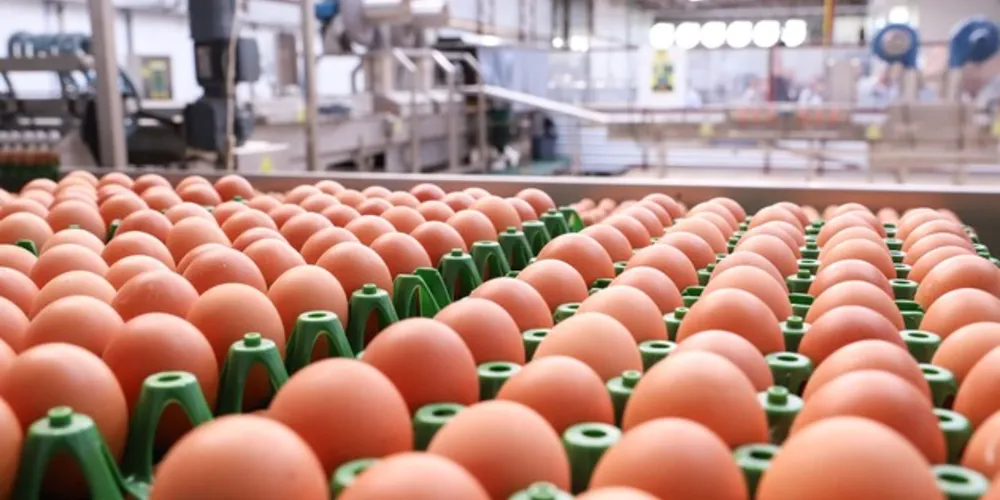 Boletim agropecuário destaca recuo dos preços dos ovos e produtividade alta da cana-de-açúcar