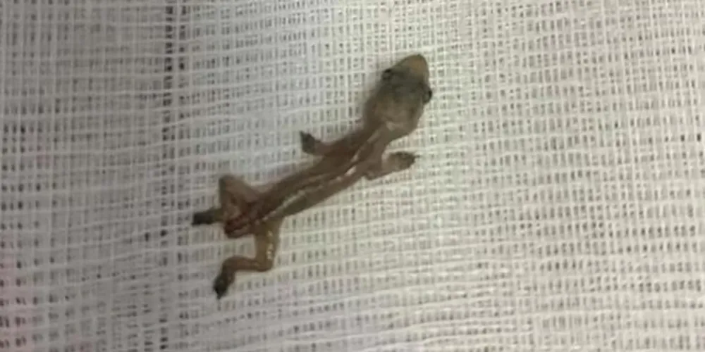 A madrasta filho e a atual sogra mataram a lagartixa e obrigaram o menor a comer o bicho