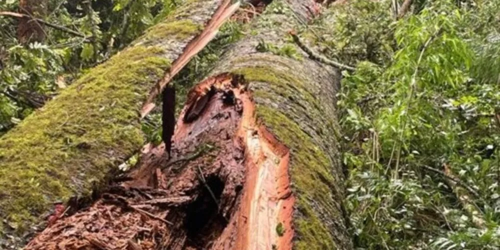 Maior Araucária do Paraná, com 750 anos, foi derrubada pelo vento na noite de sábado (28)