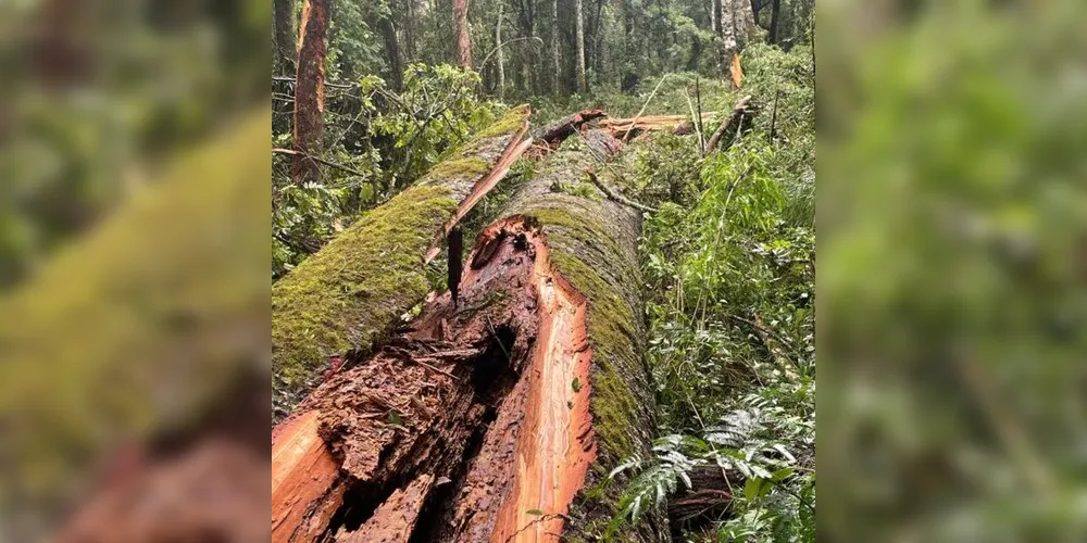 Maior Araucária do Paraná, com 750 anos, foi derrubada pelo vento na noite de sábado (28)