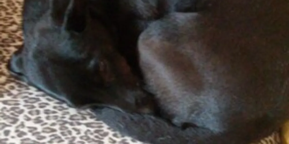 'Nina' tem 15 anos e está surda